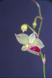 T. "aliana"