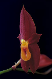 Teagueia sp. nov.