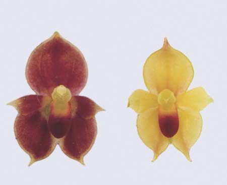 [4 s @ 28.8 kb/s] Two color forms of T. sancheziae